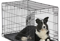 petco-large-dog-crate-faqs-detailed-guides-to-purchase