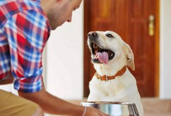 8-best-dog-foods-for-skin-allergies-price-reviews