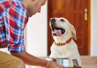 8 Best Dog Foods For Skin Allergies: Price & Reviews